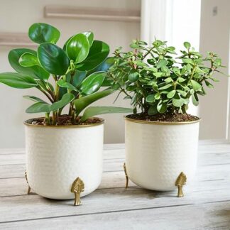 Hammered White Planter with Golden Trim